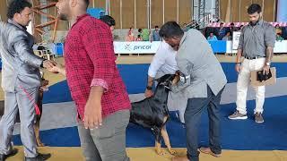DobermanAnnamalai Club all breed show judged by Mr.Mukul Vaid and Mr.Vidhya Ratan