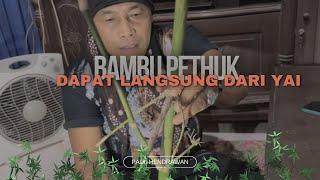 Bambu Pethuk Baru Dipotong Kan