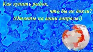 Как купить рыбок что бы не дохли? Ответы на ваши вопросы