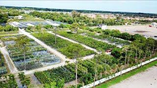 Mango Megastore  Largest Tropical Fruit Nursery in the Country