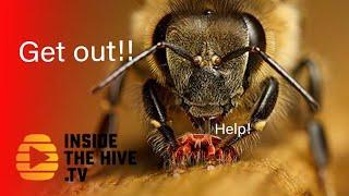 HONEY BEE Apis cerana terrorizes VARROA MITE