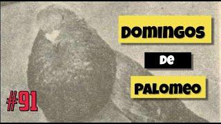 Domingos de Palomeo 3.0 #91 Programa en #vivo de #palomeo   Palomos  Ladrones y de Raza  Fast X