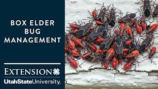 How to Handle Boxelder Bugs