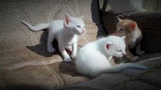 Anak kucing putih kampung lucu bermata biru