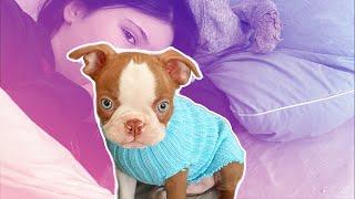 My Puppys Epic First Year Adventures ***Cuteness overload***