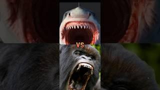 Lion vs tiger hyenabull sharknile crocodilebearpolar bear jaguar HIPPOetcbite force PSI.