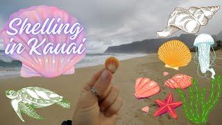 Shelling in Kauai  Cones Cowries & Sunrise Shells