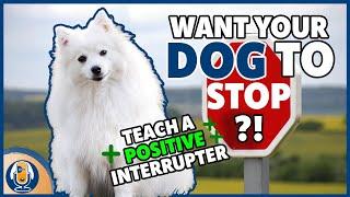 Teach Your Dog A Positive Interrupter To Stop Unwanted Behavior Step by Step Training