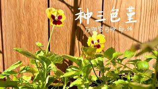 从种子开始种植三色堇，可食用的花究竟好不好种？ How to grow wild pansy from seed?