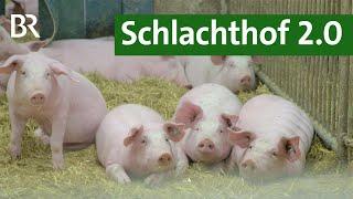 Ein Neustart für das Schlachthaus - für mehr Tierschutz?  Unser Land  BR Fernsehen