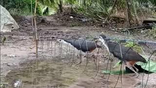 Suara Burung Ruak-Ruak Terkini @sarangruakruaktv3513