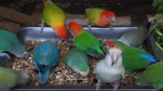 Peach-faced lovebirds Aviary January 2024 LOVEBIRD TV