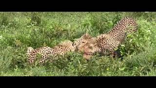 Cheetah’s Attack Buffalo Showdown