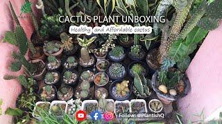 Cactus Plant Unboxing  PlantishQ  Tamil  #shorts