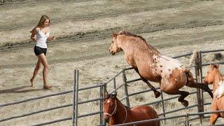 Animals Reunited With Owners After Years 