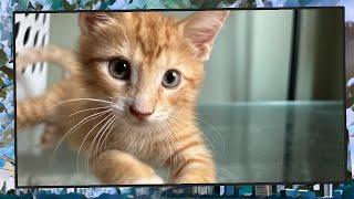 Foster Kitten Livestream S9 E33 - June 24 2024