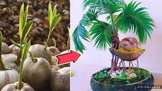 How to make a coconut Bonsai Easy Steps with Partial shell and roots airborne