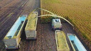 Así lo AGRICULTORES CANADIENSE Cosechan miles de hectáreas de forraje para hacer ENORME silo de maíz