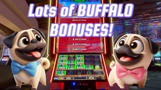 Lots of Buffalo Bonuses on Buffalo Ultimate Stampede Slot Machine  Gambling Pugs