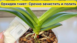 Гниет шейка орхидеи и Желтеет лист орхидеи