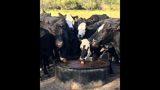 MIX 30 The High Energy Liquid Livestock Feed.  Ranchers Testimonies