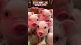 Dasar Babi Lucu Banget gemoy  #babi #pig #piglover #piglovers #pigofyoutube #piglet #cutepig