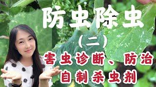 【菜园子17】种菜防虫除虫（之二）害虫诊断，防治，自制杀虫剂 如何防治蜗牛，鼻涕虫，菜青虫，潜叶蝇，蚜虫，白粉虱