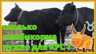 Можно ли давать стельным тёлкам комбикормом ? Содержание КРС