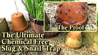 The Ultimate Chemical Free Slug & Snail Garden Trap 2 Clay Pots Equals Crazy Results