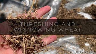 Hand Threshing and Winnowing Garden Wheat