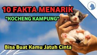 Fakta Unik Kucing Kampung Jarang Diketahui