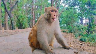 Funny Big Monkey video on YouTube