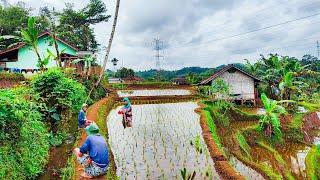 Pagi Hari Di Desa yang Kaya Akan Kekayaan Alamnya. pedesaan Jawa Barat