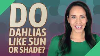 Do dahlias like sun or shade?
