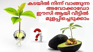 Avocado growing malayalam  How to grow avocado in kerala