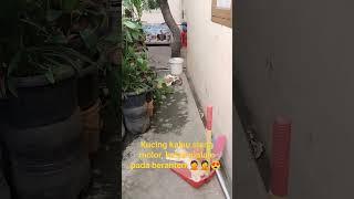 Kucing kalau siang molor kalau malam pada berantem