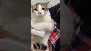 Cute cat holds on to ear picks