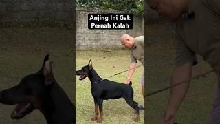 Anjing Ini Gak Pernah Kalah