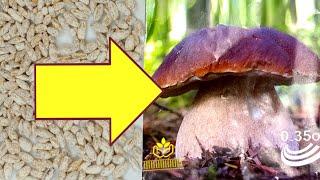 Growing mushrooms from seeds and mycelium.