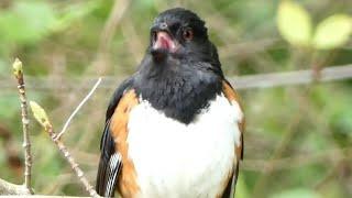 Towhee bird song  call  sounds  Eastern