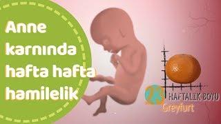 Anne karnında hafta hafta bebek gelişimi