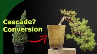 Turn a cheap Christmas tree into a Cascade Bonsai 