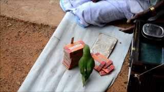 Parrot astrology Parrot fortune-telling in mahabalipuram