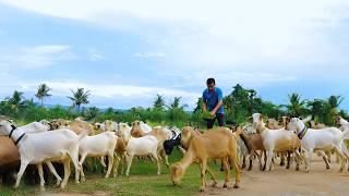 Brilliant ideas about goat farming Untold secrets on keeping goats healthy.