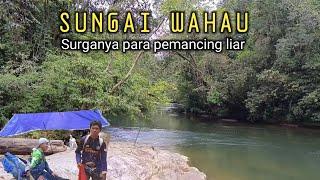 5 Hari mancing camping  Berpetualang bertahan hidup di tengah hutan Kalimantan