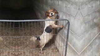 Pregnant Dog Trying to Scream for Help After Being Completely Abandoned in a Small Shelter