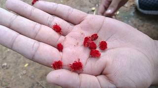 Red Velvet Mites On My Hand