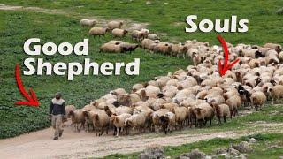 Jesus The Soul Shepherd