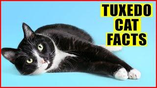 15 Surprising Facts About Tuxedo Cats Black and White Cats