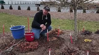 How To Divide Coral Bells Heucheras  To keep Them Growing Strongly & Lasting Longer